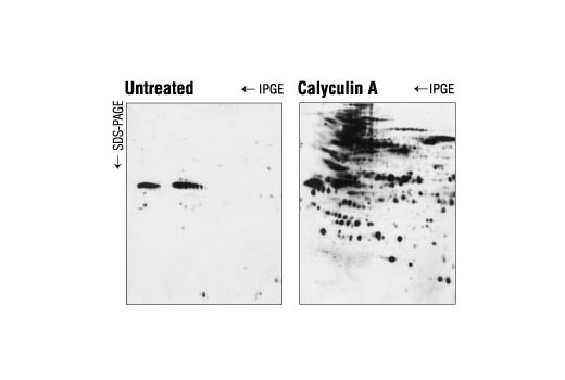  Image 1: Calyculin A