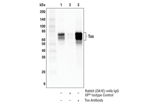 Immunoprecipitation Image 1: Tox Antibody