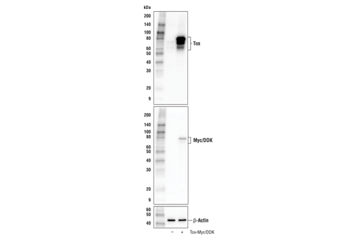 Western Blotting Image 2: Tox Antibody