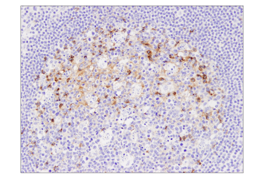 Immunohistochemistry Image 3: PD-L2 (D7U8C™) XP® Rabbit mAb (BSA and Azide Free)