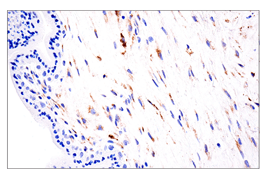 Immunohistochemistry Image 7: LOXL2 (E3P7Y) Rabbit mAb