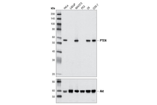 Western Blotting Image 1: PTEN (D4.3) XP® Rabbit mAb (BSA and Azide Free)