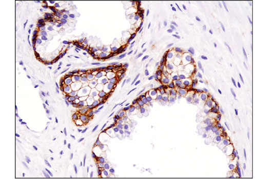 Immunohistochemistry Image 3: Na,K-ATPase α1 (D4Y7E) Rabbit mAb (BSA and Azide Free)